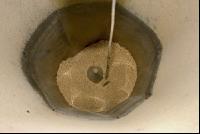 Sauen Ad libidum 26