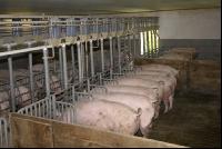 Sauen Rieselfütterung 