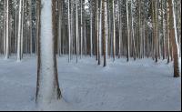 Fichten Schnee 2