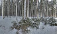 Fichten Schnee 3