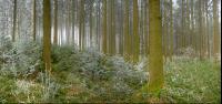 Wald Rauhreif 1