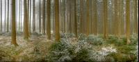 Wald Rauhreif 2