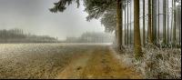 Wald Rauhreif 5