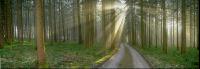 Wald Rauhreif 6