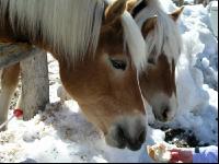 Haflinger 2