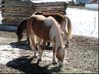 Haflinger 1