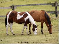 Pint horse Weide 2