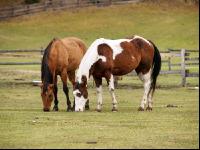 Pint horse Weide 1