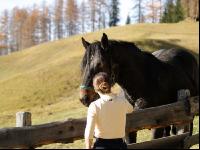 Noriker Weide 3
