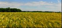 Gerste Panorama 4