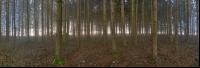 Wald Morgen 1
