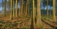 Wald Morgen 2