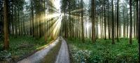Wald Rauhreif 3