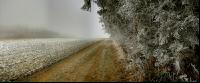 Wald Rauhreif 4