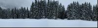 Wald Schneefall