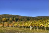 Vineyard autumn 6