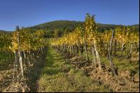 Weingarten Herbst 8