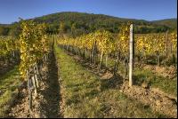 Vineyard autumn 10