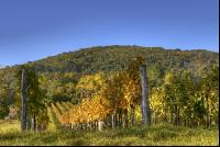 Weingarten Herbst 5