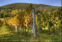 Vineyard autumn 3