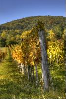 Vineyard autumn 2