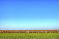 Weingarten Herbst 4