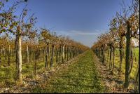 Weingarten Herbst 7