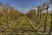 Weingarten Herbst 9