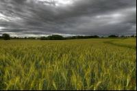 Triticale Wolken