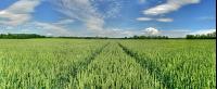 Weizen Panorama 10