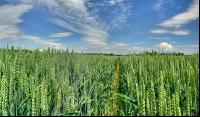 Weizen Panorama 9