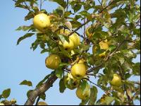 Delicious Apfel 5