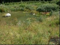 Gartenteich