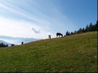 Pertinger Alm 9