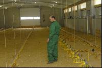 Küken Management 18