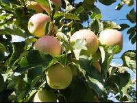 Jonagold Apfel 1