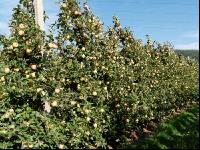 Jonagold Apfel 3