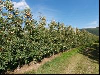 Jonagold Apfel 2
