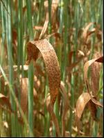 Ramularia 1