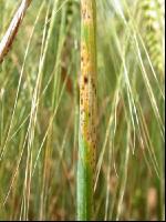Ramularia 2