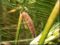 Ramularia 7
