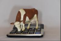 Finanzen Rinder 10