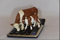 Finanzen Rinder 11