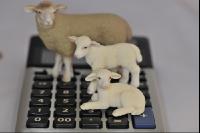 Finanzen Schafe 1