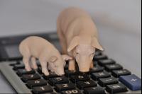 Finanzen Schweine 21
