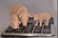 Finanzen Schweine 22