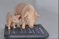 Finanzen Schweine 4