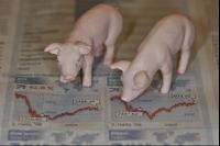 Finanzen Schweine 6