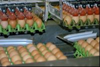 Eier Sortierung 19