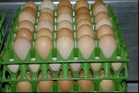 Eier Sortierung 20